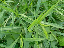 verge d or plante