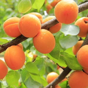 Abricots jaunes sur un abricotier