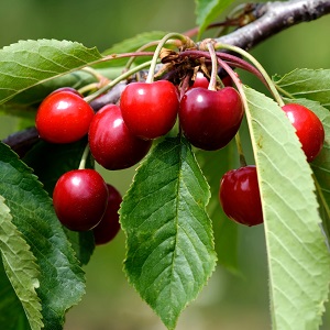Grappes de cerises sur cerisier