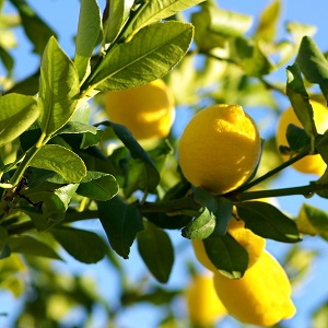 Citrons jaunes dans un citronnier