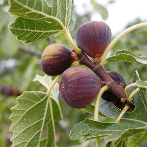 Figues pourpres sur un figuier
