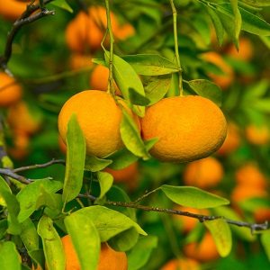 Des mandarines dans un mandarinier