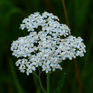 achillée millefeuille