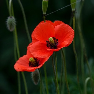 coquelicot