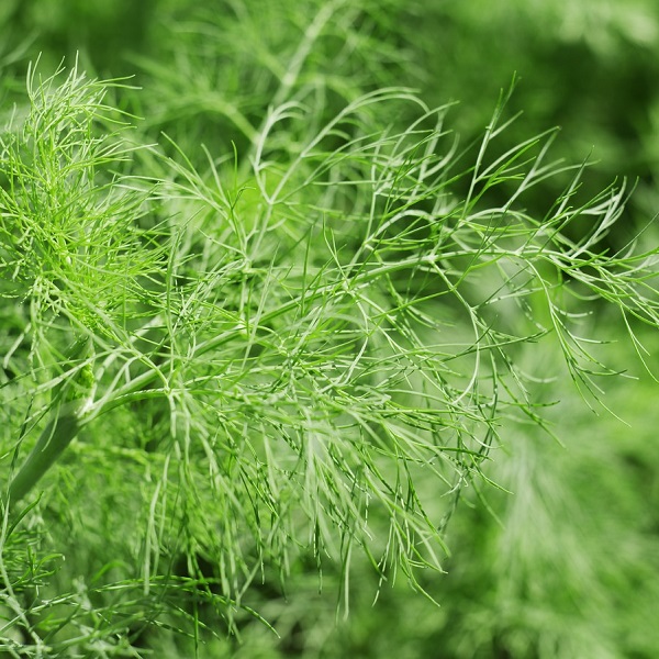 fenouil vivace