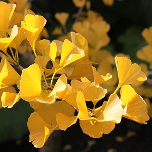 ginkgo biloba