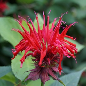 monarde pourpre