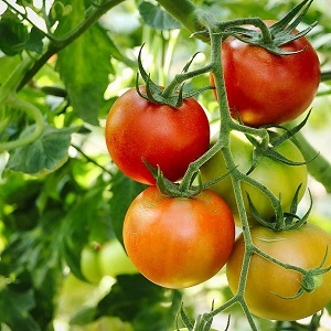 tomates cerises