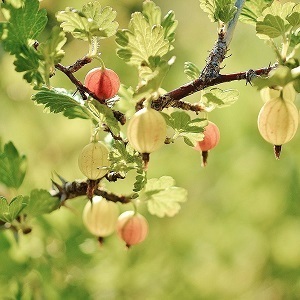 framboises