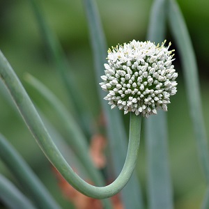 ciboule