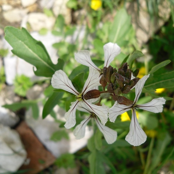 roquette annuelle en fleurs