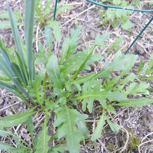 roquette vivace et ail