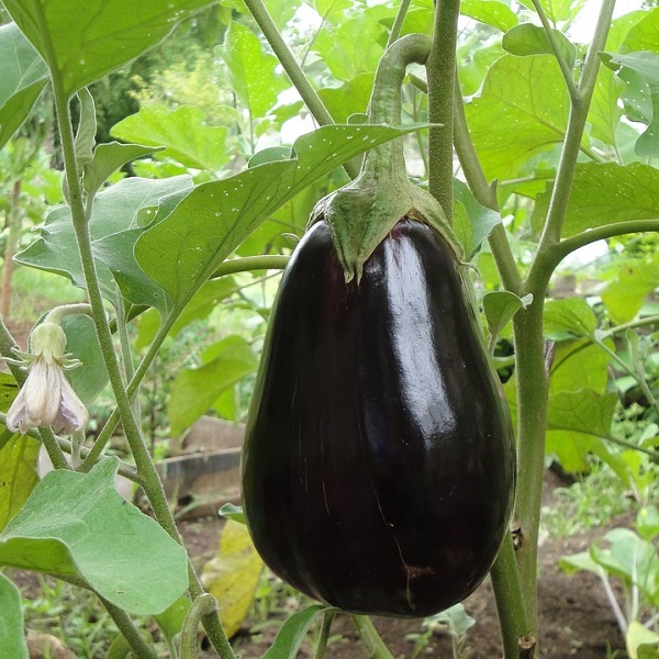 aubergine