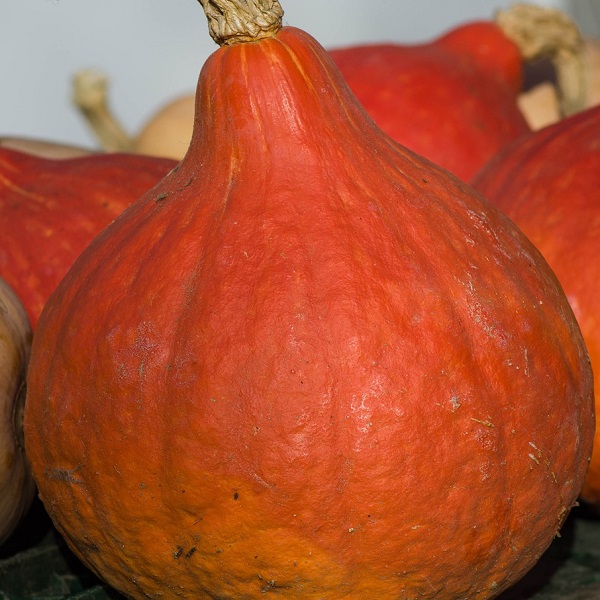 potimaron 