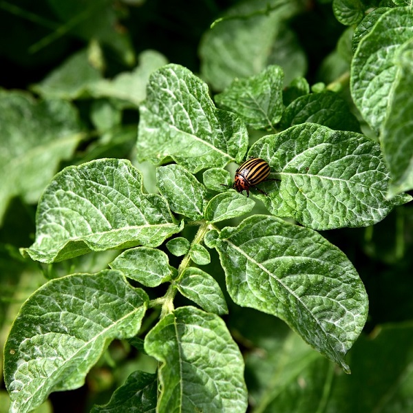 doryphore sur plant de pomme de terre