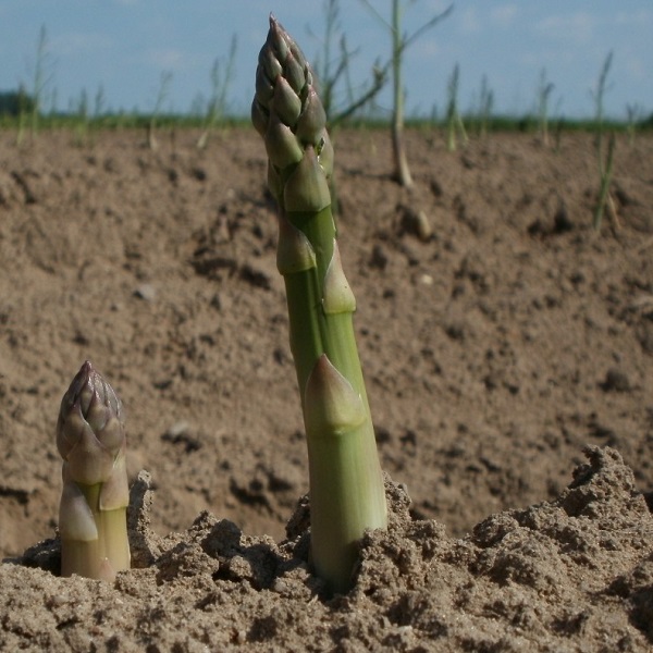 pointes d'asperges