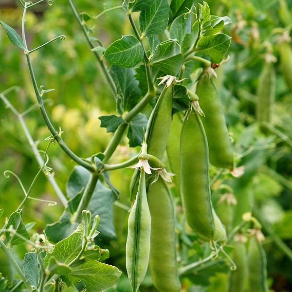 plant de petits pois