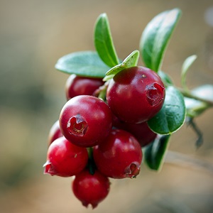 fruits d'airelle sur branche