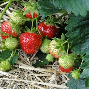 Fraisier avec fraises sur paille