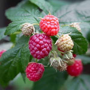 Framboisiers avec framboises à différents stades de murissement