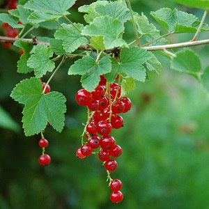 Grappes de groseilles sur groseillier