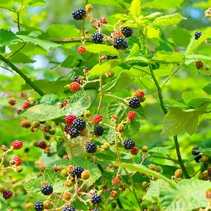 Ronce à fruits (mûres)