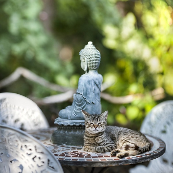 statue boudha en méditation derrière un chat