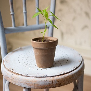 une plante dans un pot de fleur sur une chaise