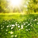 champs de petites fleurs blanches au soleil