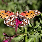 papillon orange, marron et blanc
