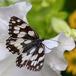 papillon noir et blanc sur fleur blanche