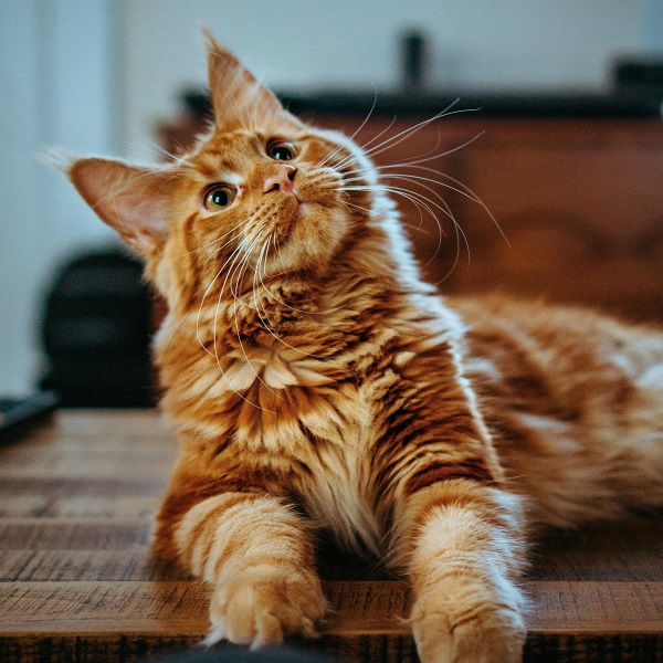 chat roux qui regarde vers le haut