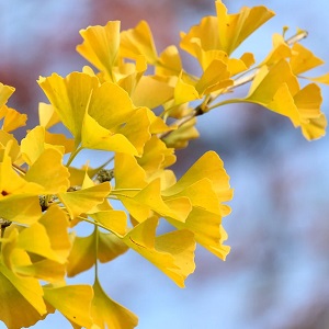 ginko biloba