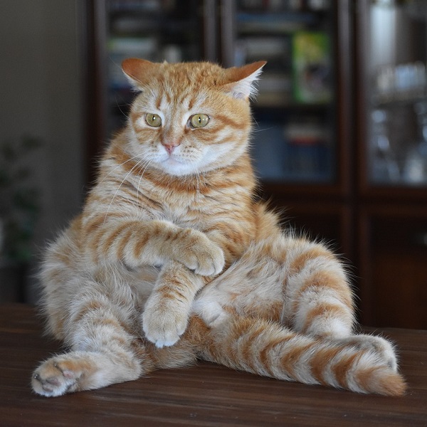 chat assis sur les fesses, les bras croisés