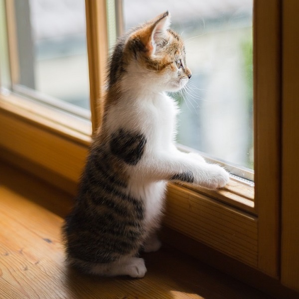 chat debout devant la fenêtre