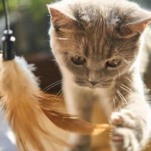 chat qui joue avec une plume