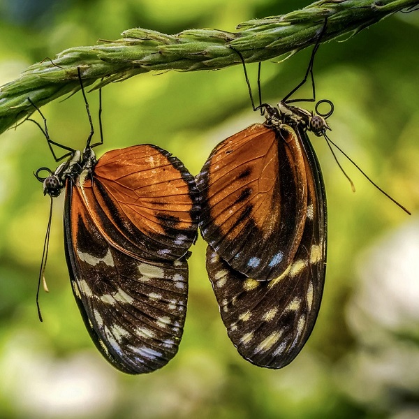2 papillons
