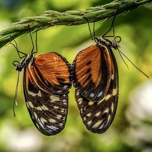 2 papillons