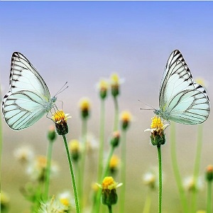 2 papillons