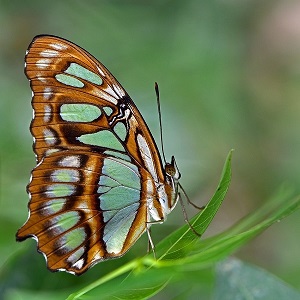 papillon