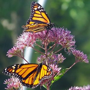 papillon