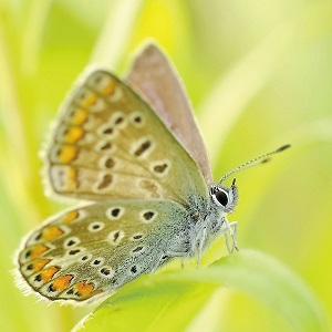 papillon