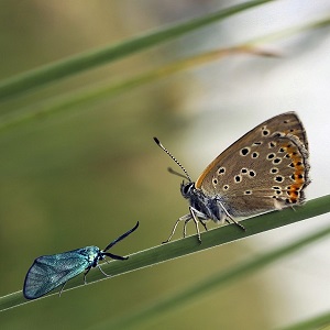 papillon