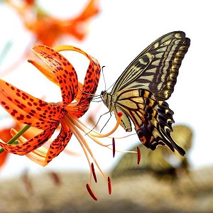 papillon