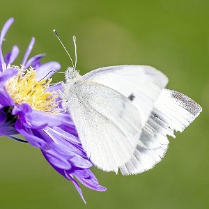 papillon