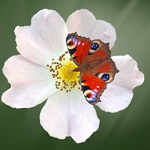 papillon