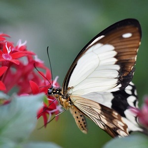 papillon
