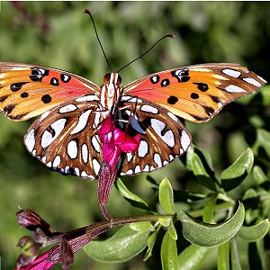 papillon