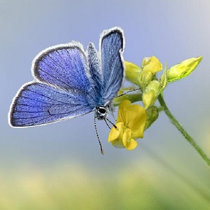 papillon