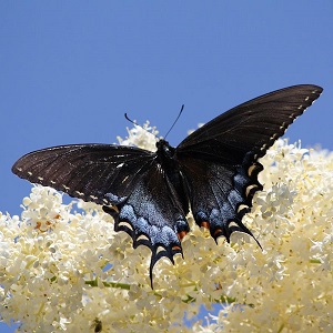 papillon